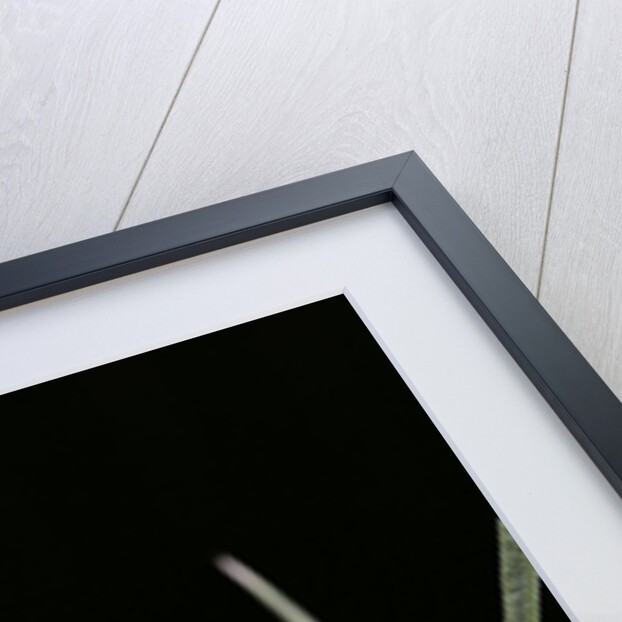 Xylocopa violacea (violet carpenter bee) by Anonymous