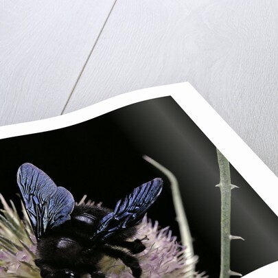 Xylocopa violacea (violet carpenter bee) by Anonymous