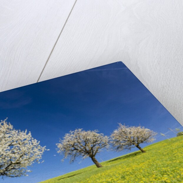 Blooming cherry trees on a meadow by Corbis