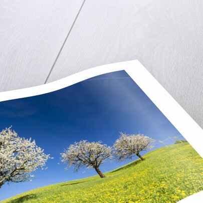 Blooming cherry trees on a meadow by Corbis