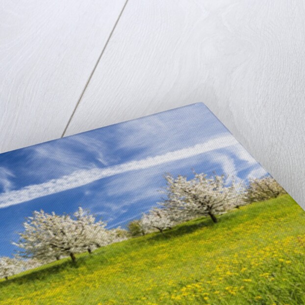 Cherry orchard in bloom by Anonymous