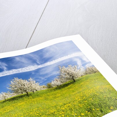 Cherry orchard in bloom by Anonymous