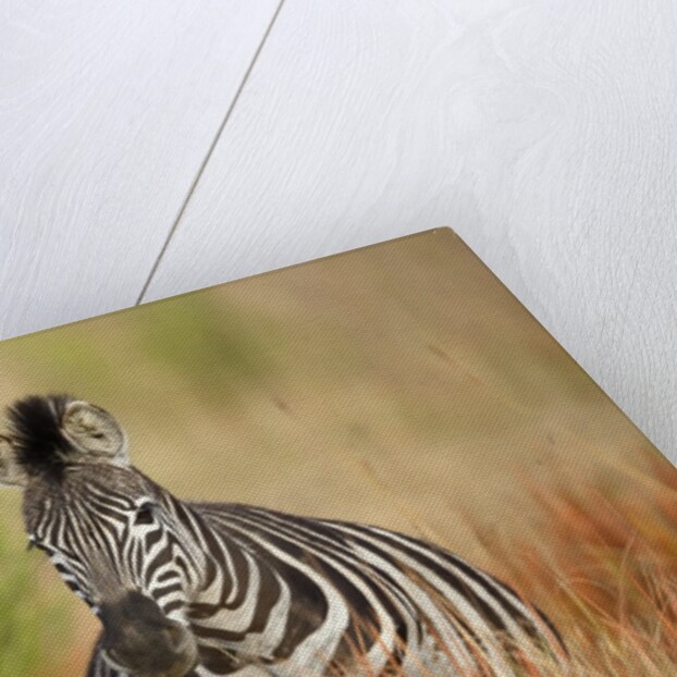 Zebra by Anonymous