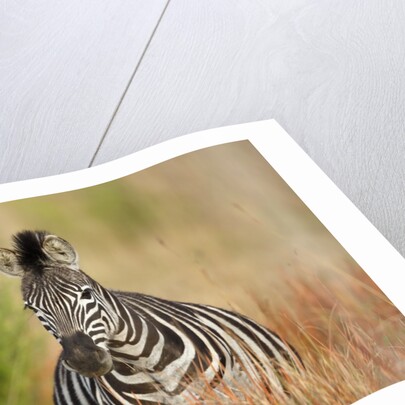 Zebra by Anonymous
