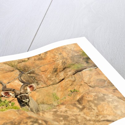 Greater Kudu bull by Anonymous