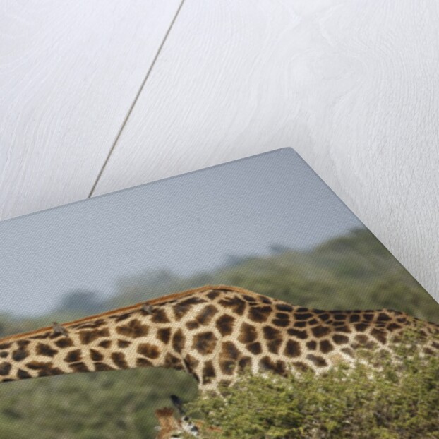 Giraffe male and calf by Anonymous