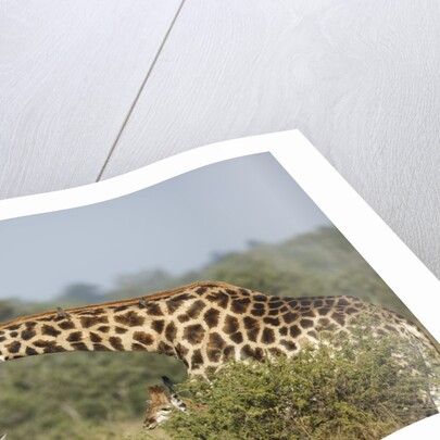 Giraffe male and calf by Anonymous