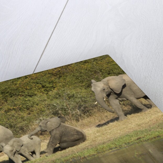 Elephant herd at waterhole by Anonymous
