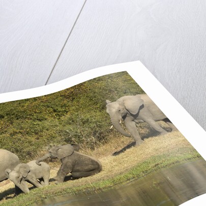 Elephant herd at waterhole by Anonymous