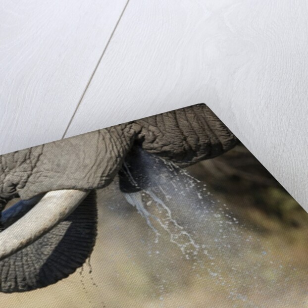 An elephant bull drinking by Anonymous
