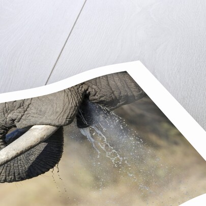 An elephant bull drinking by Anonymous