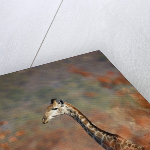 Giraffe in a red Forest by Anonymous