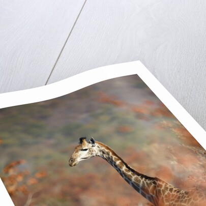Giraffe in a red Forest by Anonymous
