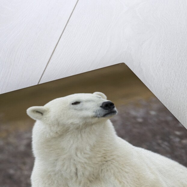 Polar Bear and Cub by Hudson Bay, Manitoba, Canada by Anonymous