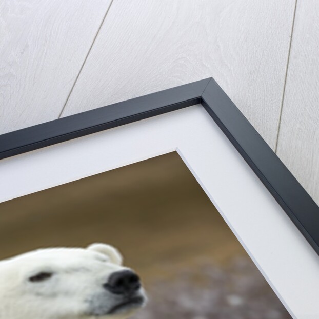Polar Bear and Cub by Hudson Bay, Manitoba, Canada by Anonymous