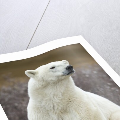 Polar Bear and Cub by Hudson Bay, Manitoba, Canada by Anonymous