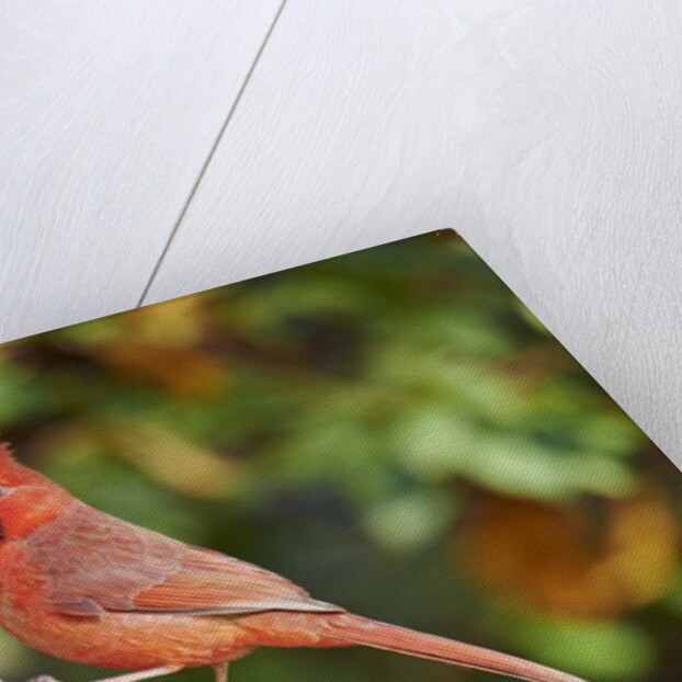 Northern Cardinal by Anonymous