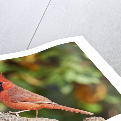 Northern Cardinal by Anonymous
