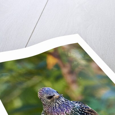 Starling; by Anonymous