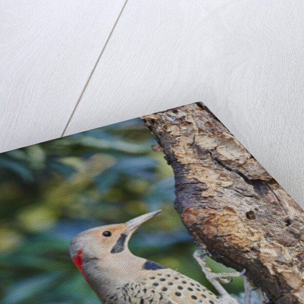 Northern Flicker by Anonymous