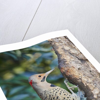 Northern Flicker by Anonymous