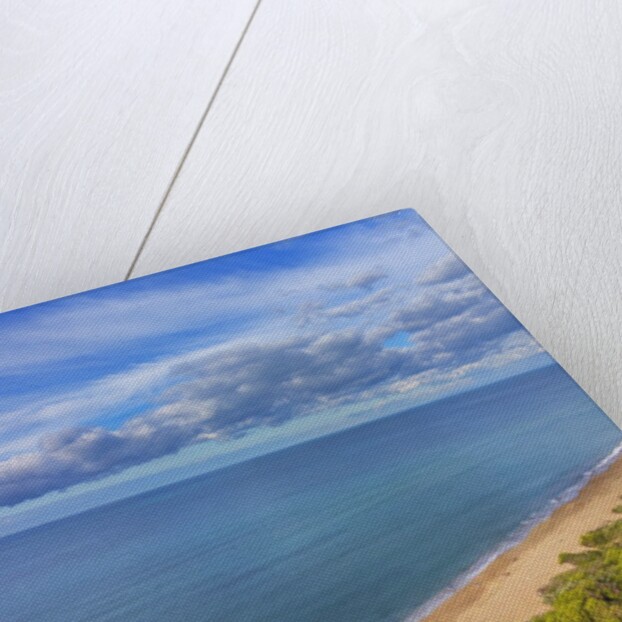 Pinewood along the coast by Anonymous