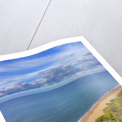 Pinewood along the coast by Anonymous