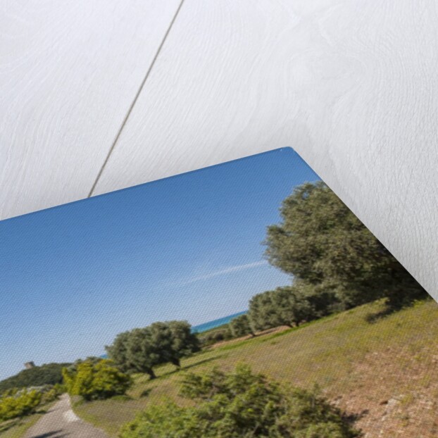 Parco Regionale della Maremma (parco dell'Uccellina) by Anonymous