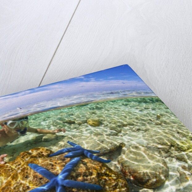 clown fish portrait in anemone by Anonymous