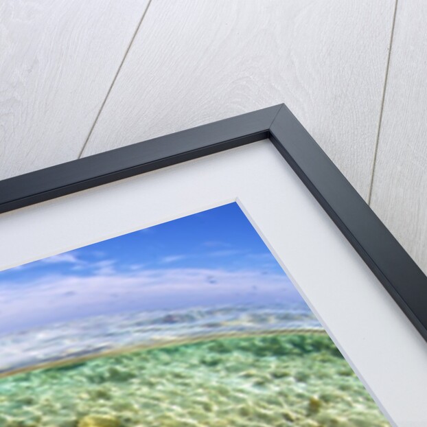 clown fish portrait in anemone by Anonymous