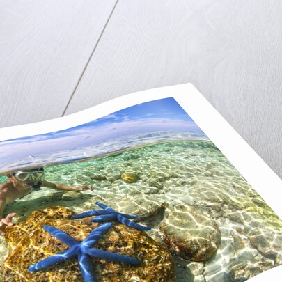 clown fish portrait in anemone by Anonymous