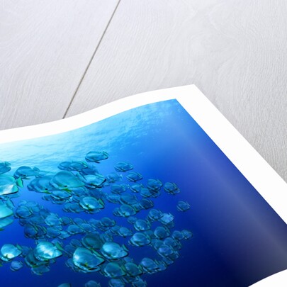 school of batfish by Anonymous