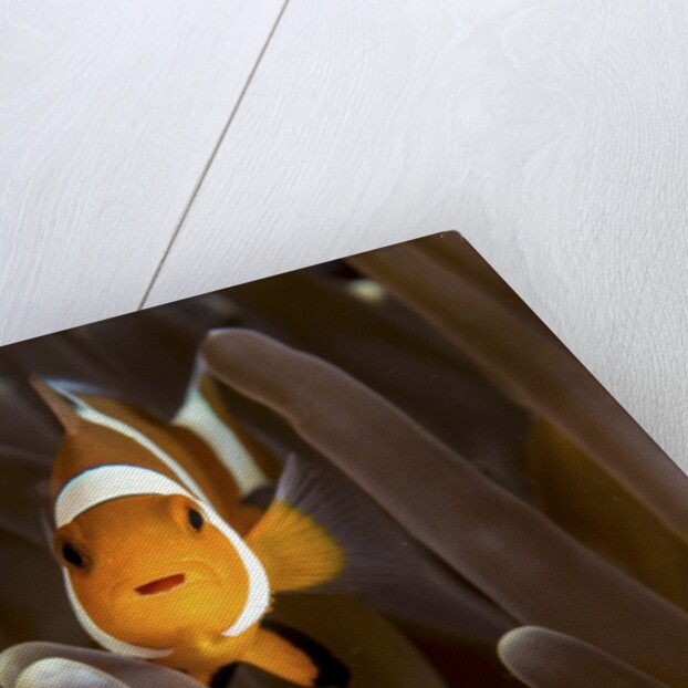 clown fish portrait in anemone by Anonymous