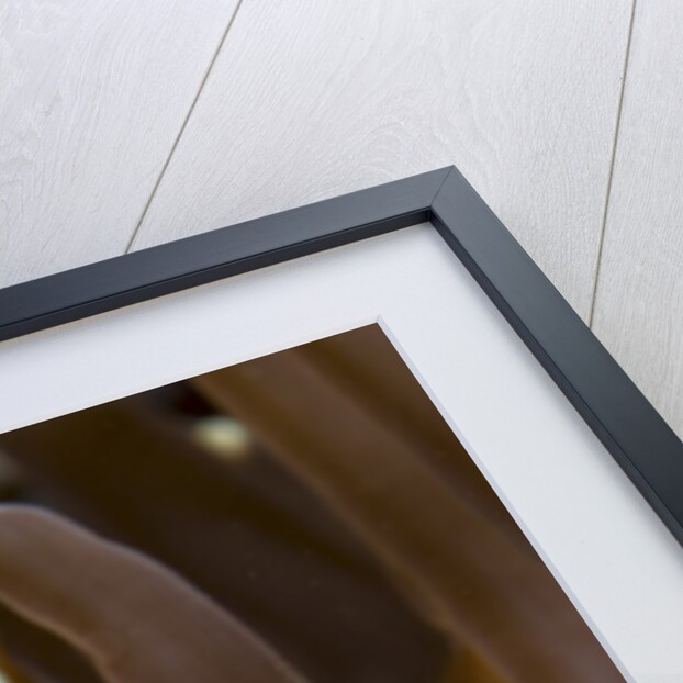 clown fish portrait in anemone by Anonymous