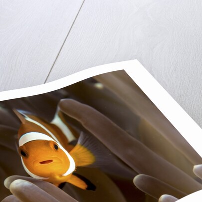 clown fish portrait in anemone by Anonymous