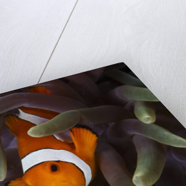clown fish and blue anemonie by Anonymous