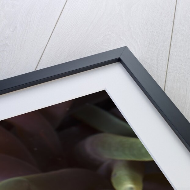 clown fish and blue anemonie by Anonymous