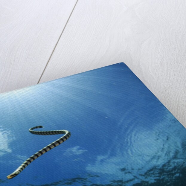 sea snake diving down by Anonymous