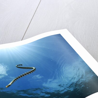sea snake diving down by Anonymous