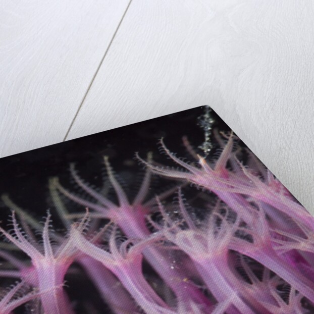 soft coral polyp and a shrimp by Anonymous