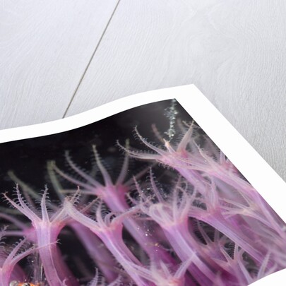 soft coral polyp and a shrimp by Anonymous