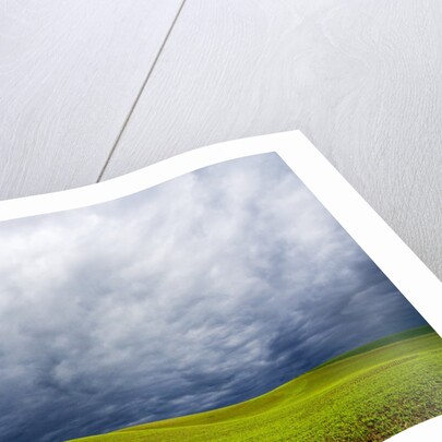 Spring Field of Peas With Storm Coming by Anonymous