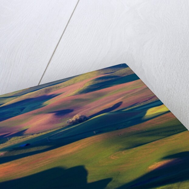 Rolling Green Hills of Spring Wheat by Anonymous