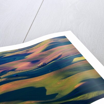 Rolling Green Hills of Spring Wheat by Anonymous