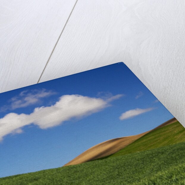 Spring Wheat Field and Clouds by Anonymous