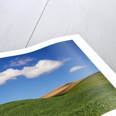 Spring Wheat Field and Clouds by Anonymous