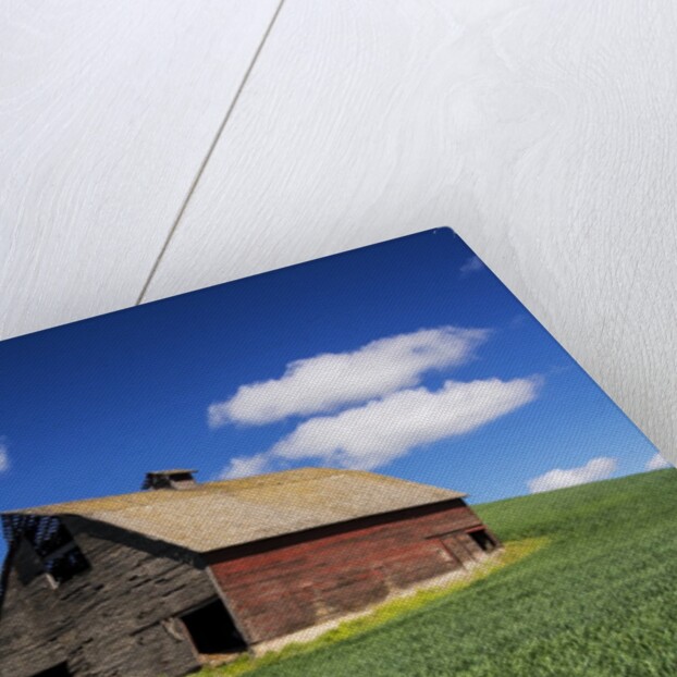 Old Red Barn in a Field of Spring Wheat by Anonymous