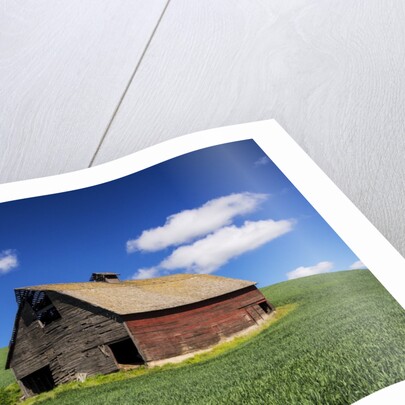 Old Red Barn in a Field of Spring Wheat by Anonymous