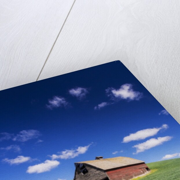 Old Red Barn in a Field of Spring Wheat by Anonymous