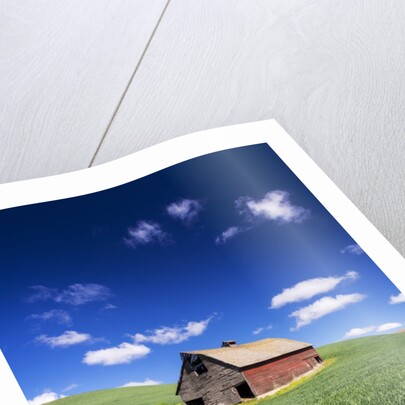 Old Red Barn in a Field of Spring Wheat by Anonymous